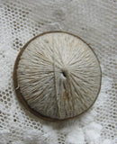 Antique Victorian THREAD BACK Button Lovely Design For Your Button Collection