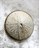 Antique Victorian THREAD BACK Button Lovely Design For Your Button Collection Collectible Buttons Button Collector